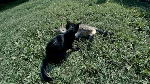 Two cats play, jumping Stock Footage 60406824