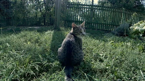 Two cats play, jumping Stock Footage 60407246