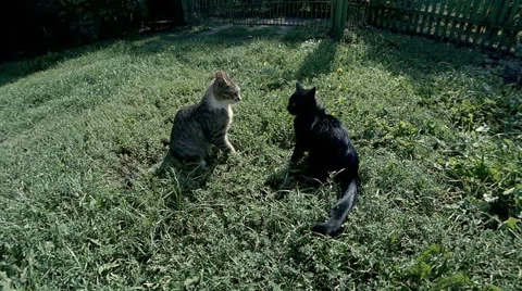 Two cats play, jumping Stock Footage 60407308