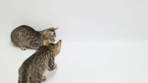 Two cats play on white background Stock Footage 79537846