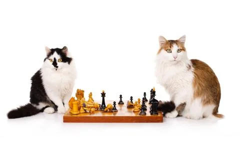 Two cats playing chess Stock Photos