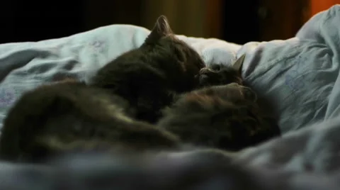 Two cats playing with each other Stock Footage 48066509