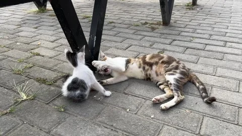 Two cats playing with each other in the park Stock Footage 242382095