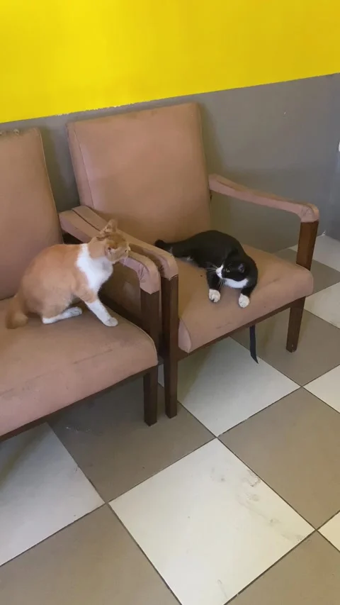 Two cats playing each other on top of a chair. Stock Footage 327253717