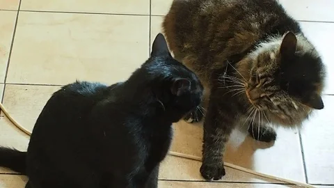 Two cats playing Stock Footage 89248810