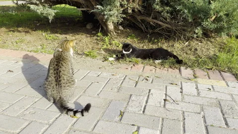 Two cats playing with grasshopper outside Stock Footage 262775977