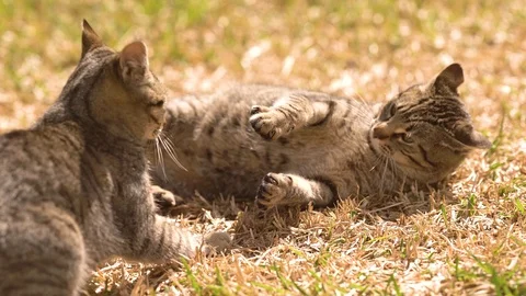 Two cats playing in the house garden | Stock Video | Pond5