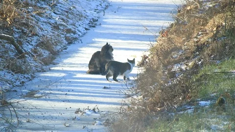 Two cats playing in the snow Stock Footage 114896072