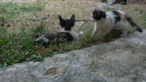 Two Cats Playing Together on Grass Near a Rock Surface Stock Footage 345364616