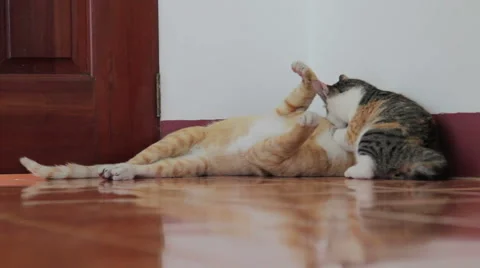 Two cats playing together. Kitty and adult cat wrestle. Stock Footage 44225658