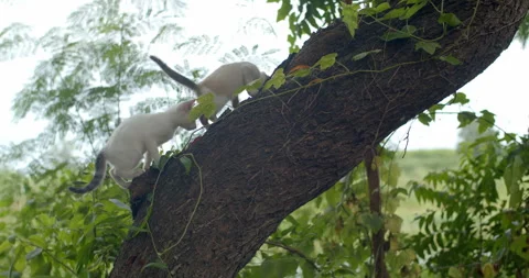 Two cats playing together.Two cats climb a tree.Two white cats climb a tree. Stock Footage 280164950
