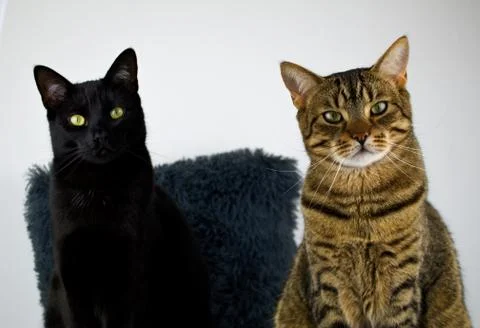 Two cats posing in front of the lens. Stock Photos