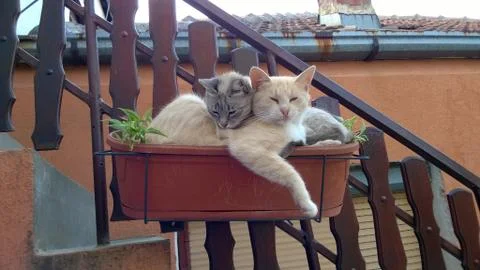 Two cats in pot 写真素材
