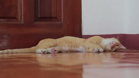 Two cats, red and striped grey, playing together. Kitty and adult cat wrestle. Vídeo Stock 44225878