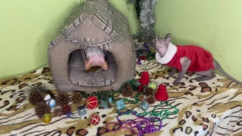 Two cats in red suits are preparing for Christmas. Stock Footage 293245350