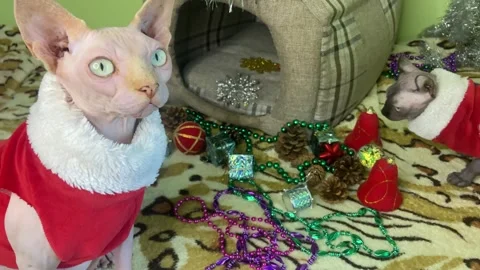 Two cats in red suits are looking at Christmas toys. Stock Footage 293245377