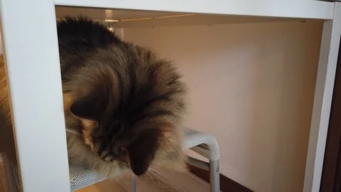Two cats in relax in the house Vídeo Stock 125609131