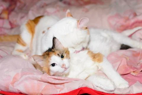 Two cats relaxing Foto stock