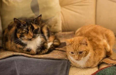 Two cats relaxing on a sofa Foto stock