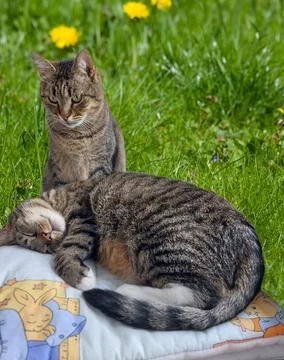 Two cats rest after playing together in the home garden Stock Photos