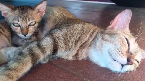 Two cats rest close together on a wooden floor. (1)A Stock Footage 340562548