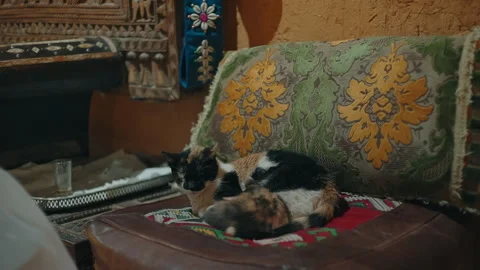 Two Cats Resting on Leather Seat Inside Traditional Moroccan Interior in Morocco Stock Footage 336262753