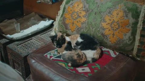 Two cats resting on leather sofa with Moroccan kilim rug and cushions Stock Footage 334513752