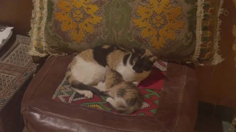 Two cats resting on leather sofa with Moroccan cushions and rug Stock Footage 337195458