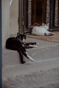 Two cats resting on stone steps. One is a black and white mixed-breed cat, while Stock Photos