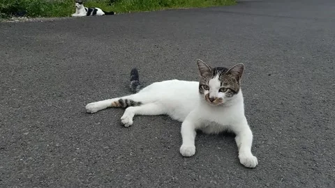 Two Cats Resting on Street with Tail Movement Stock Footage 329177748