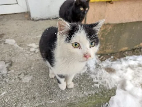 Two cats in Romania in winter Stock Photos