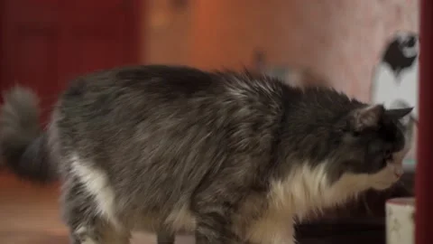 Two cats in the room one of them is exploring the room Stock Footage 144639014