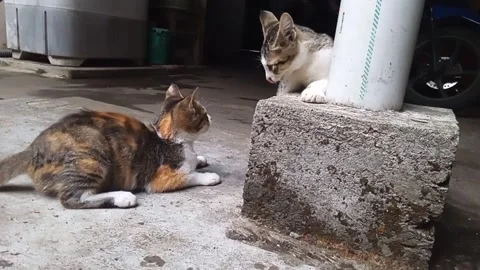 Two cats scratch each other Stock Footage 253578036