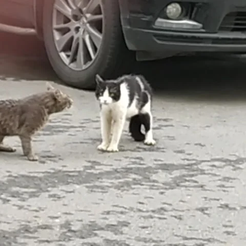Two cats screaming at each other on the street Stock Footage 166515770