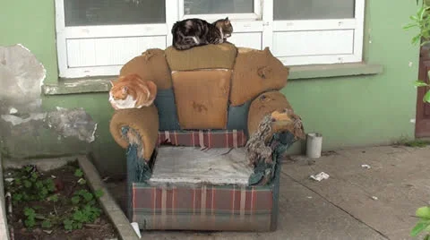Two cats on scuffed armchair Stock Footage 24687803