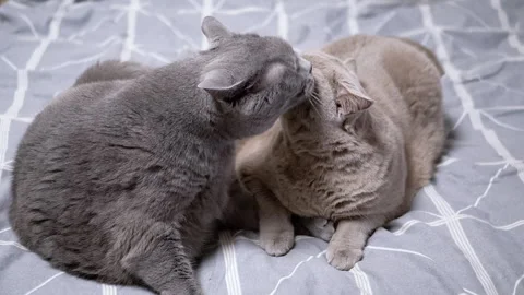 Two cats showing affection Stock Footage 312003508