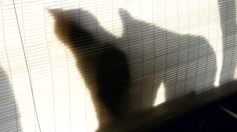 Two cats in silhouette behind a screen enjoying the sun Video stock 45092056