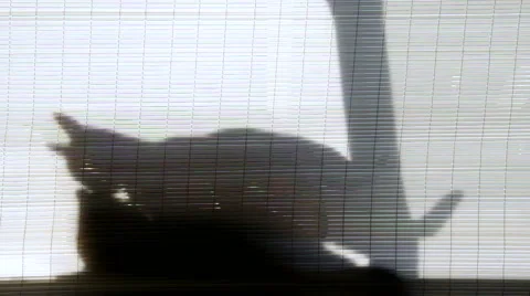 Two cats in silhouette behind a screen grooming each other Stock Footage 45092094