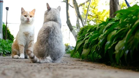 Two cats sit and look at each other. Slow motion. Stock Footage 85422276