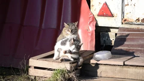 Two cats sit basking in the sun in the city. Urban street Pets Stock Footage 130581661