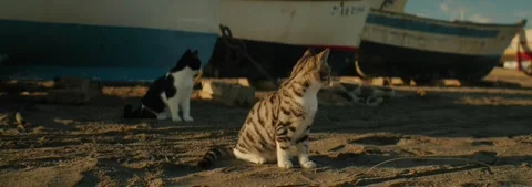 Two cats sit on a beach near old fishing boats at sunset slow motion, anamorphic Stock Footage 304154376
