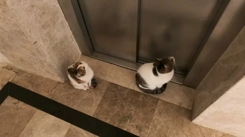 Two cats sit outside the elevator doors. The doors are closed. The cats Stock Footage 263791376