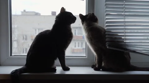 Two cats sit side by side on the windowsill and look out the window Stock Footage 255273749