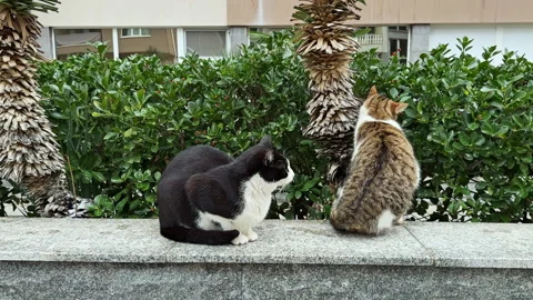 Two cats sit on a stone wall near a green hedge in an urban area during daylight Stock Footage 335396427