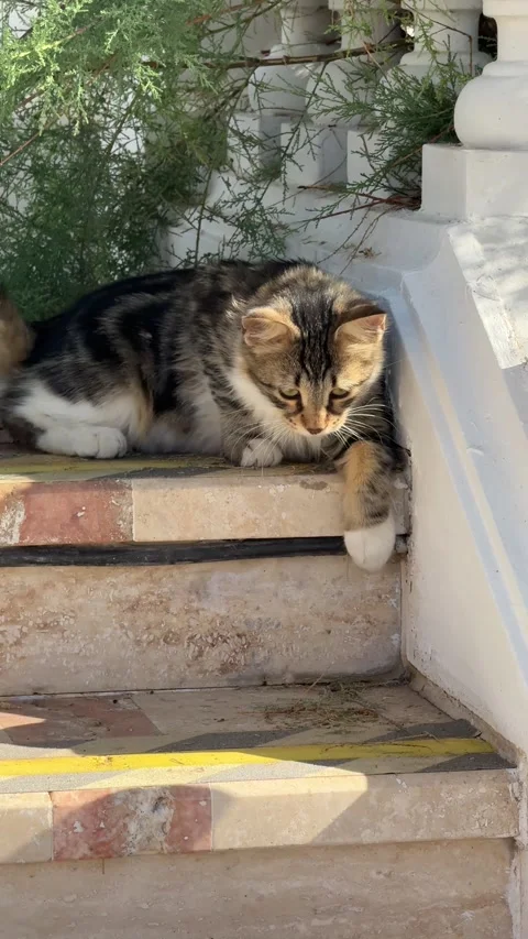 Two cats sit together on a marble staircase during their outdoor stroll, look 스톡 동영상 301864139