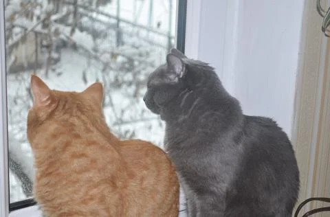 Two cats sit on the window in the apartment Stock Photos