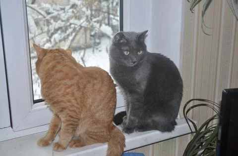 Two cats sit on the window in the apartment Foto stock