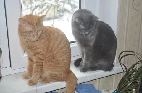 Two cats sit on the window in the apartment Stock Photos