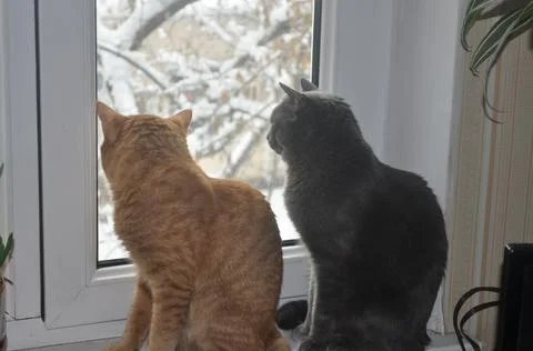 Two cats sit on the window in the apartment Stock Photos
