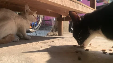 Two Cats Sitting and Eating Together Outdoors Stock Footage 339521903